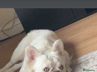 French Bulldog dogs Fluffy frenchie 21months - Advert 1