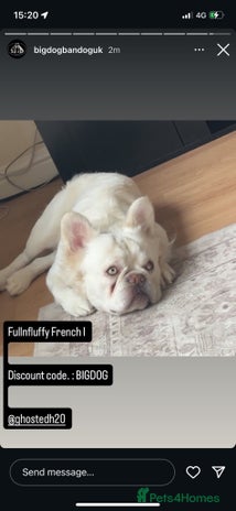 French Bulldog dogs Fluffy frenchie 21months - Advert 1