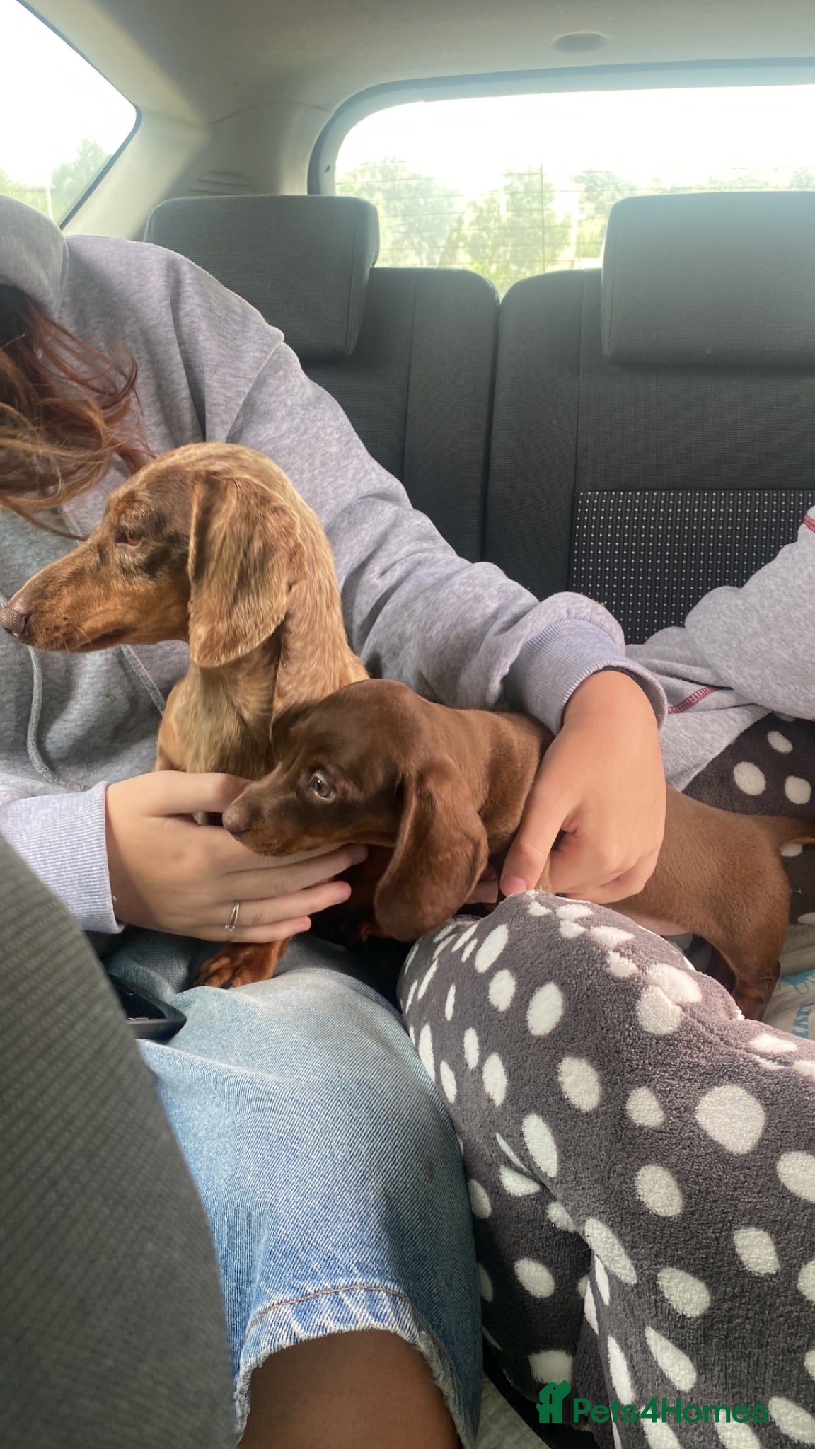Miniature Dachshund dogs miniature dachshund  14 weeks old  - Advert 13