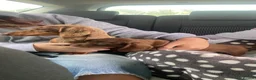 Miniature Dachshund dogs for sale: miniature dachshund  14 weeks old  - Advert 6