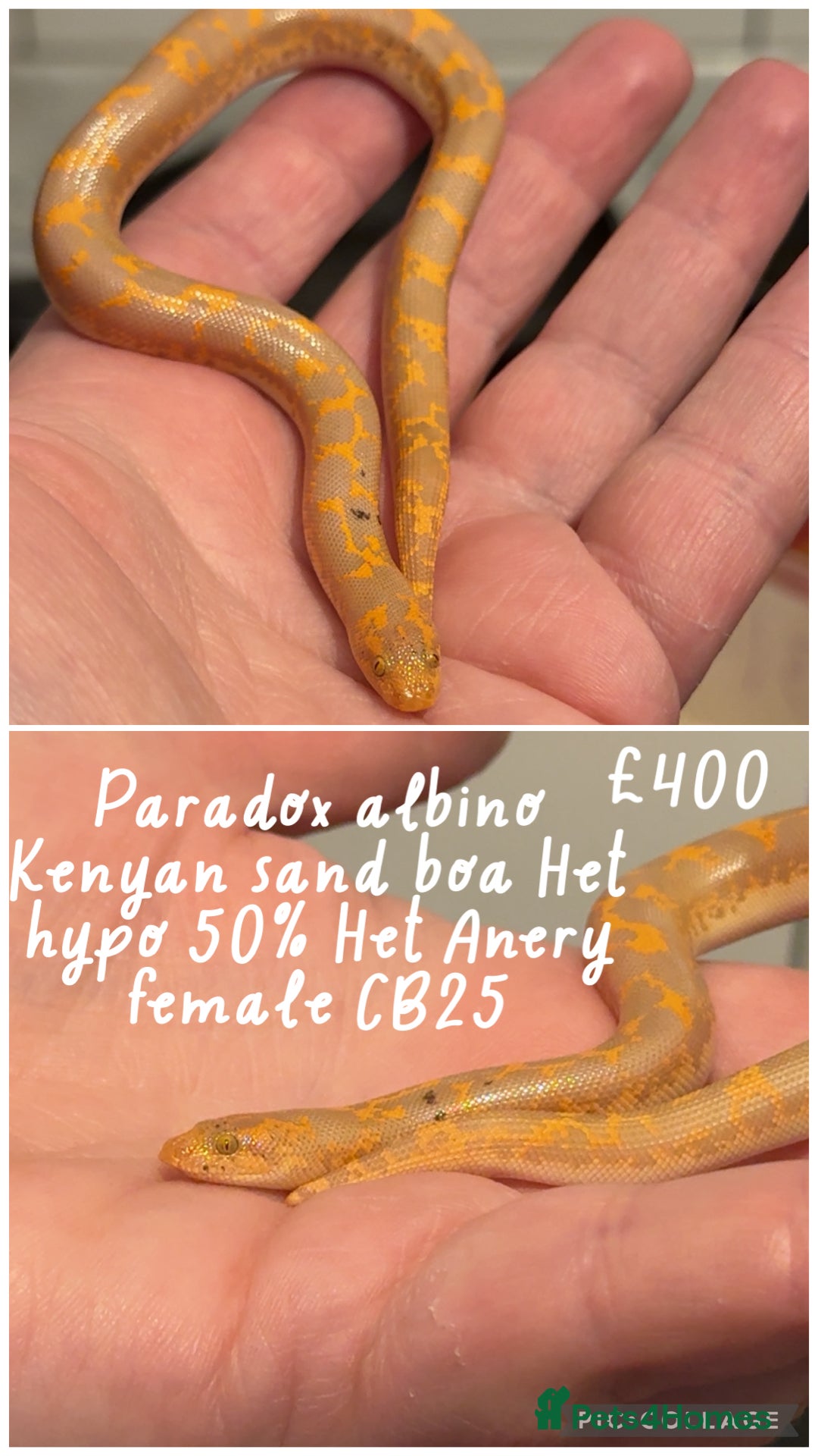 Snake reptiles for sale: Baby snakes for sale!! - Advert 7