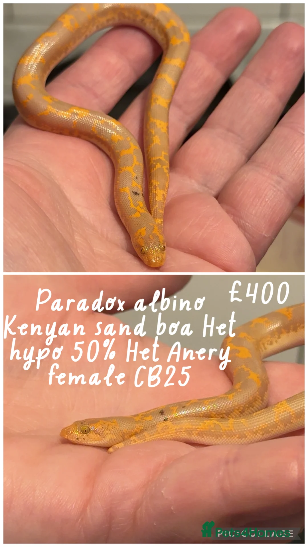 Snake reptiles for sale: Baby snakes for sale!! - Advert 7