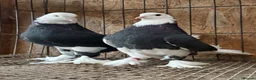 Pigeons birds for sale: FANCY WEST OF ENGLAND TUMBLERS  - Advert 2