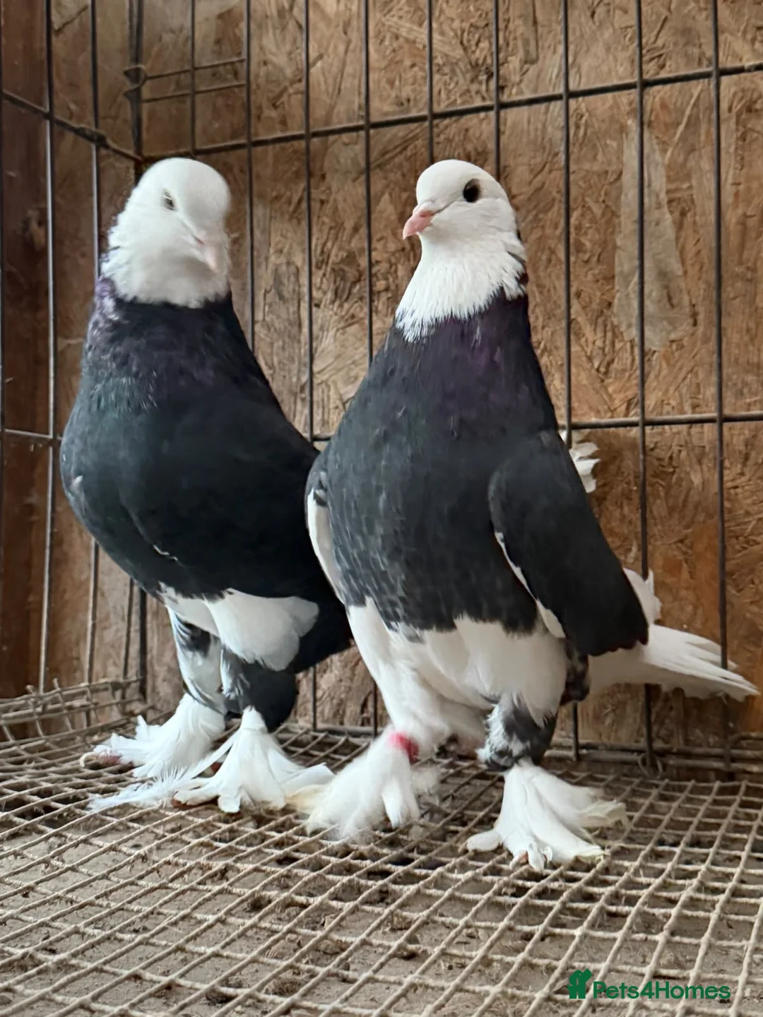 Pigeons birds for sale: FANCY WEST OF ENGLAND TUMBLERS  - Advert 2