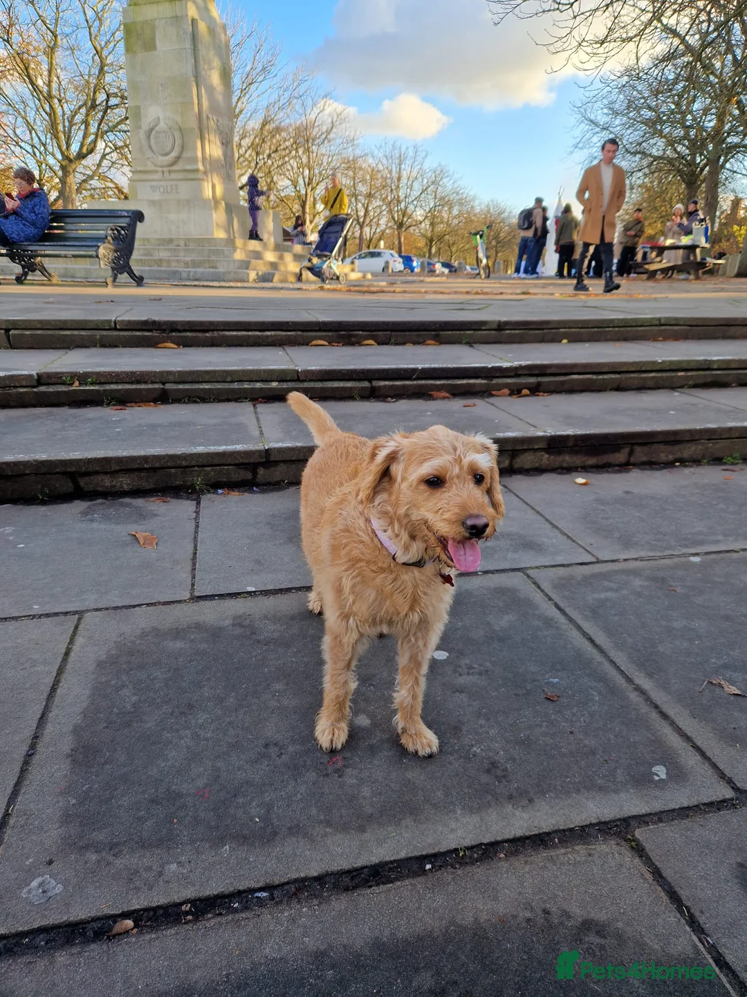 Miniature Poodle dogs for stud: Archie well Proven stud miniature poodle  in Chard - Advert 33