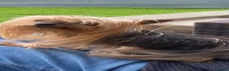 Yorkshire Terrier dogs for sale: Yorkshire terrier puppy 13 weeks old - Advert 5