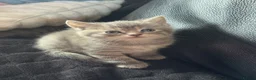 Persian cats for sale: Persian babies ready  in Horley - Advert 6