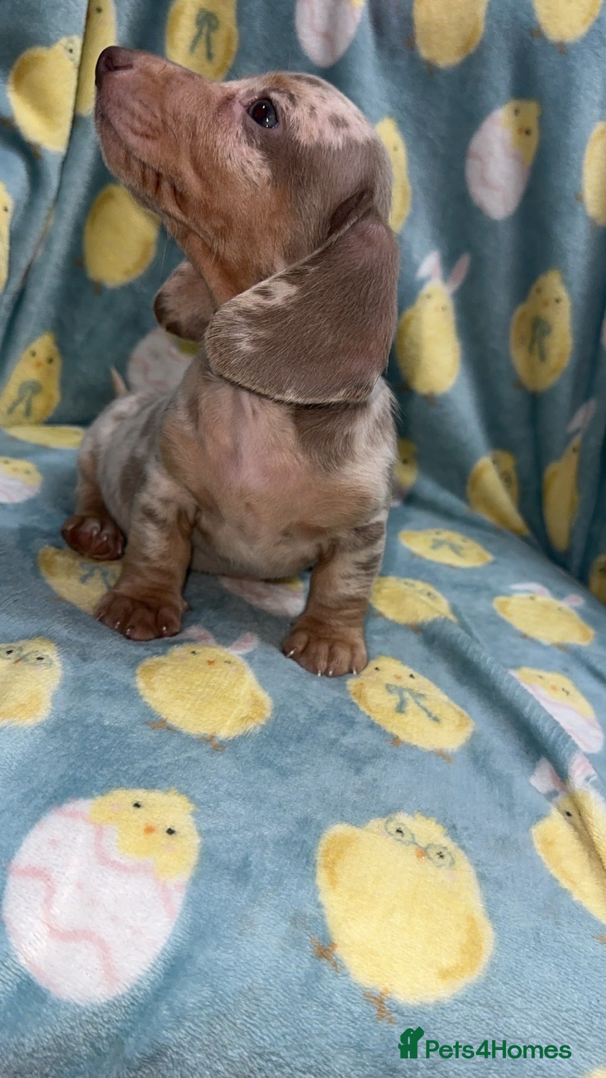 Miniature Dachshund dogs Puppy’s collect now £950 dapple longcoat £1200 - Advert 10