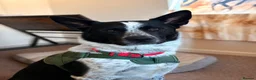 Mixed Breed dogs for sale: Urgent home needed tonight  in London - Advert 3