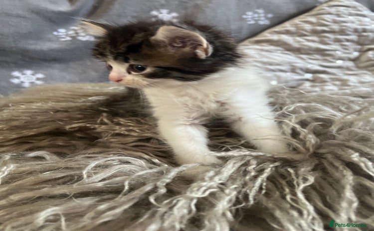 Mixed Breed cats - Advert 6