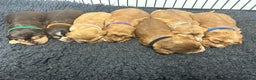 Cocker Spaniel dogs for sale: New litter of quality KC show cocker spaniels  - Advert 2