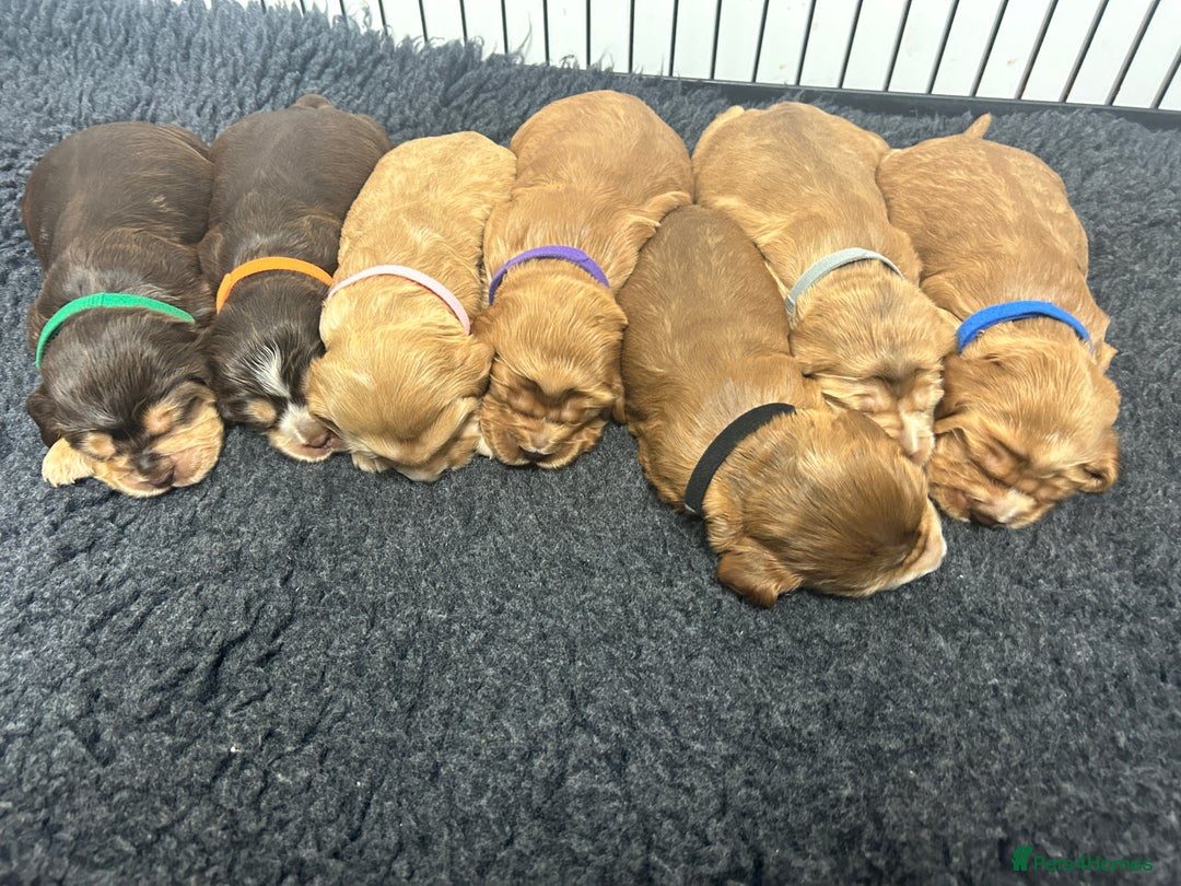 Cocker Spaniel dogs for sale: New litter of quality KC show cocker spaniels  - Advert 2