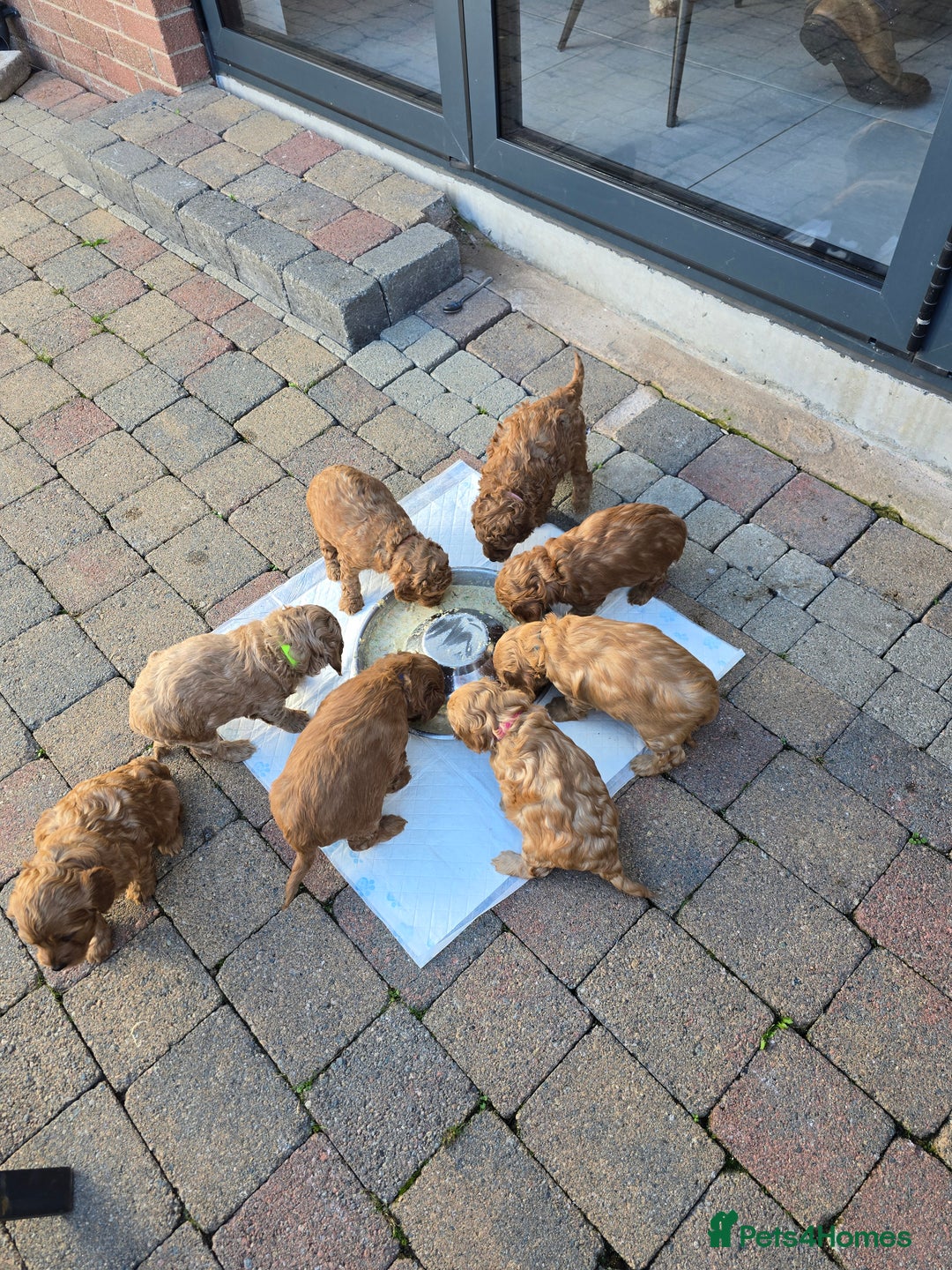 Cockapoo dogs for sale: F1B Red Cockapoo Pups - Image 12