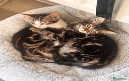 Mixed Breed cats for sale: Kittens  - Advert 2