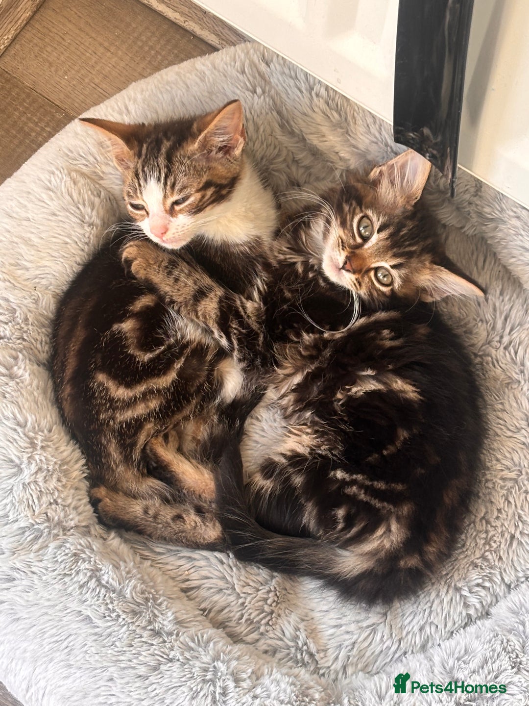 Mixed Breed cats for sale: Kittens  - Advert 2