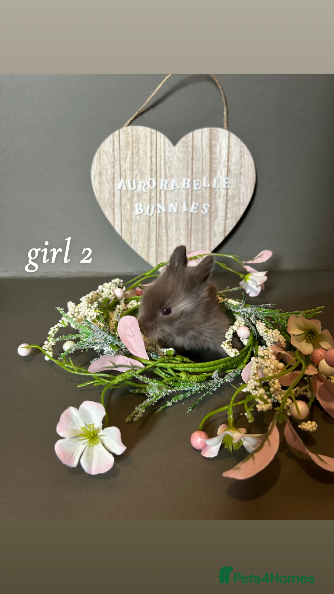 Mini Lion Lop rabbits for sale: Lion lops looking for good homes! - Advert 2