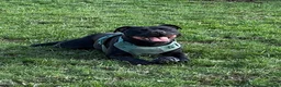 Staffordshire Bull Terrier dogs for sale: KC REGISTERED STAFFORDSHIRE BULL TERRIERS  - Advert 6