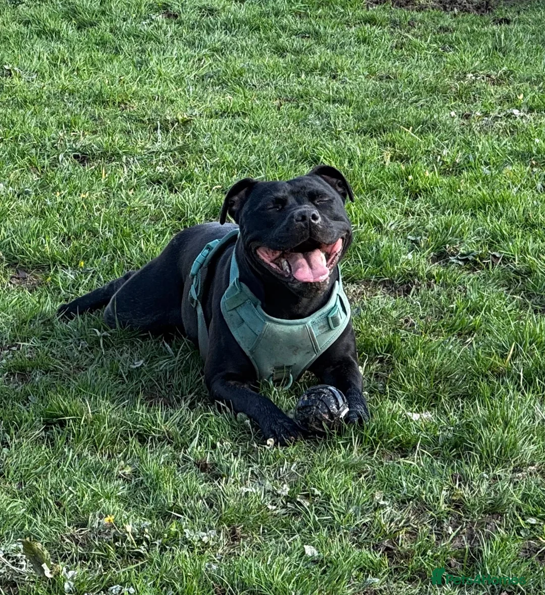 Staffordshire Bull Terrier dogs for sale: KC REGISTERED STAFFORDSHIRE BULL TERRIERS  - Advert 6