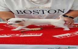 Parson Russell dogs for sale: Parson Russell Terrier Puppies for sale - Image 8