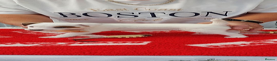 Parson Russell Puppy 2