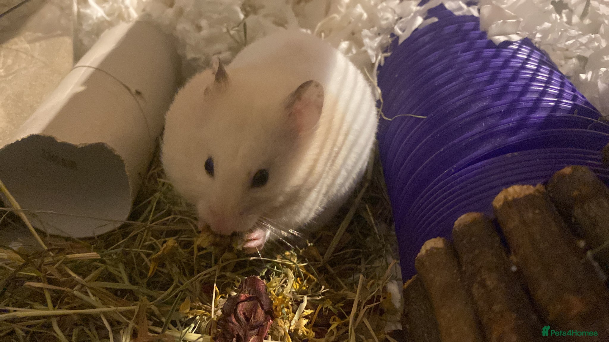 Hamster rodents for sale: Syrian Hamster  - Advert 3