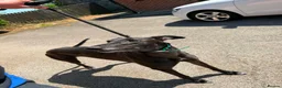 Greyhound dogs for sale: Wylder - Advert 2