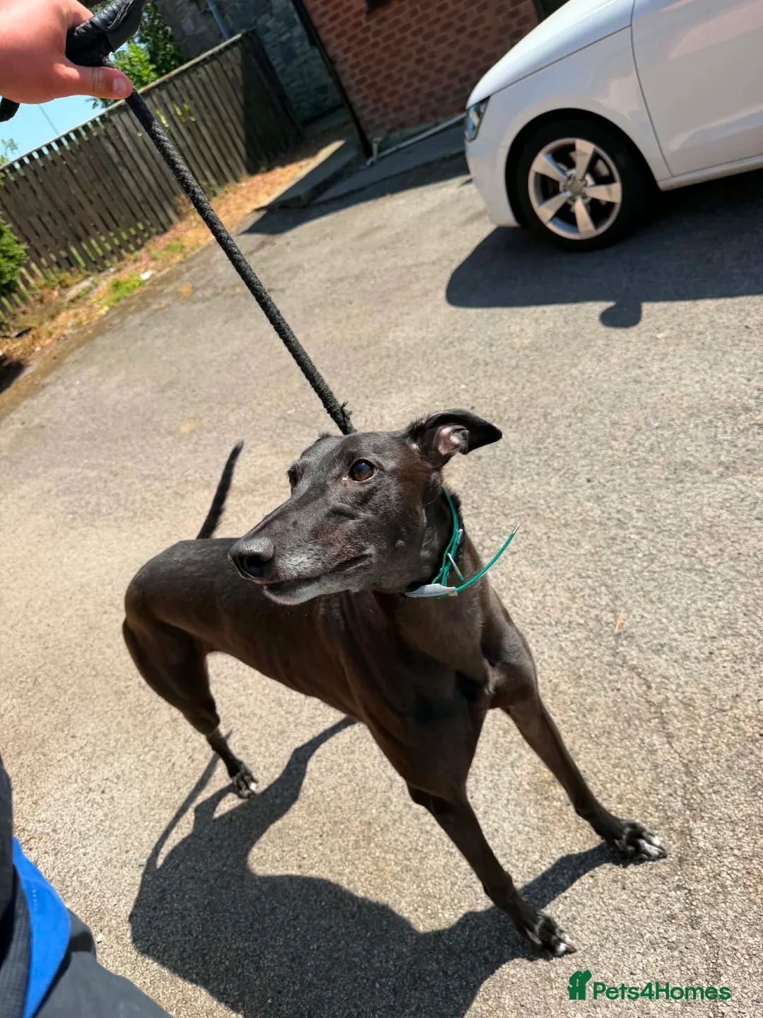 Greyhound dogs for sale: Wylder - Advert 2