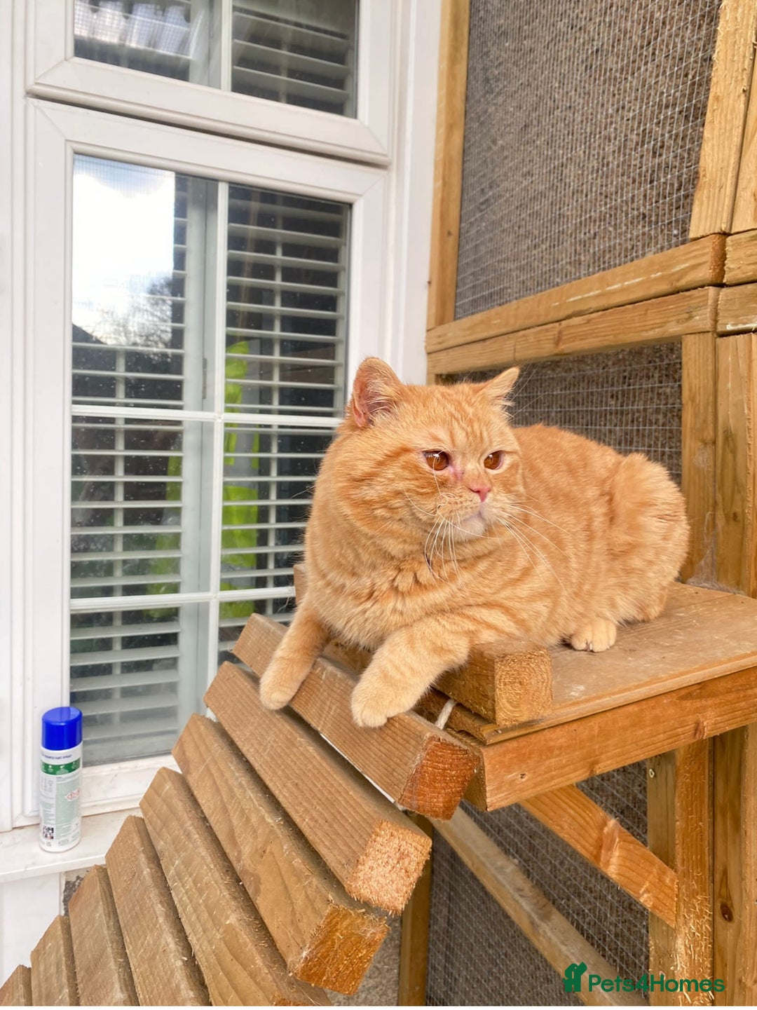 British Shorthair cats for sale: 😻Beautiful Chocolate Tortie BSH Kittens😻🎀 - Advert 14