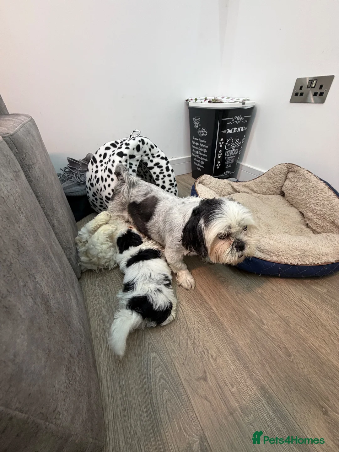 Shih Tzu dogs for sale: Beautiful Shih Tzu Puppies – 2 Boys & 1 Girl 🐶 in Stevenage - Advert 2