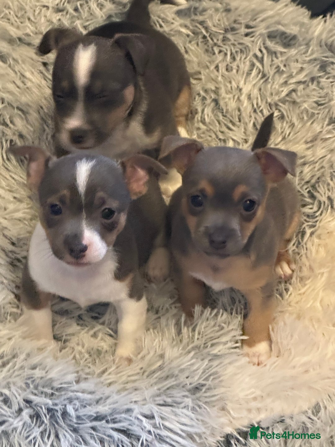 Jack Russell dogs for sale: Miniature miniature Jack Russel Puppies - Advert 4