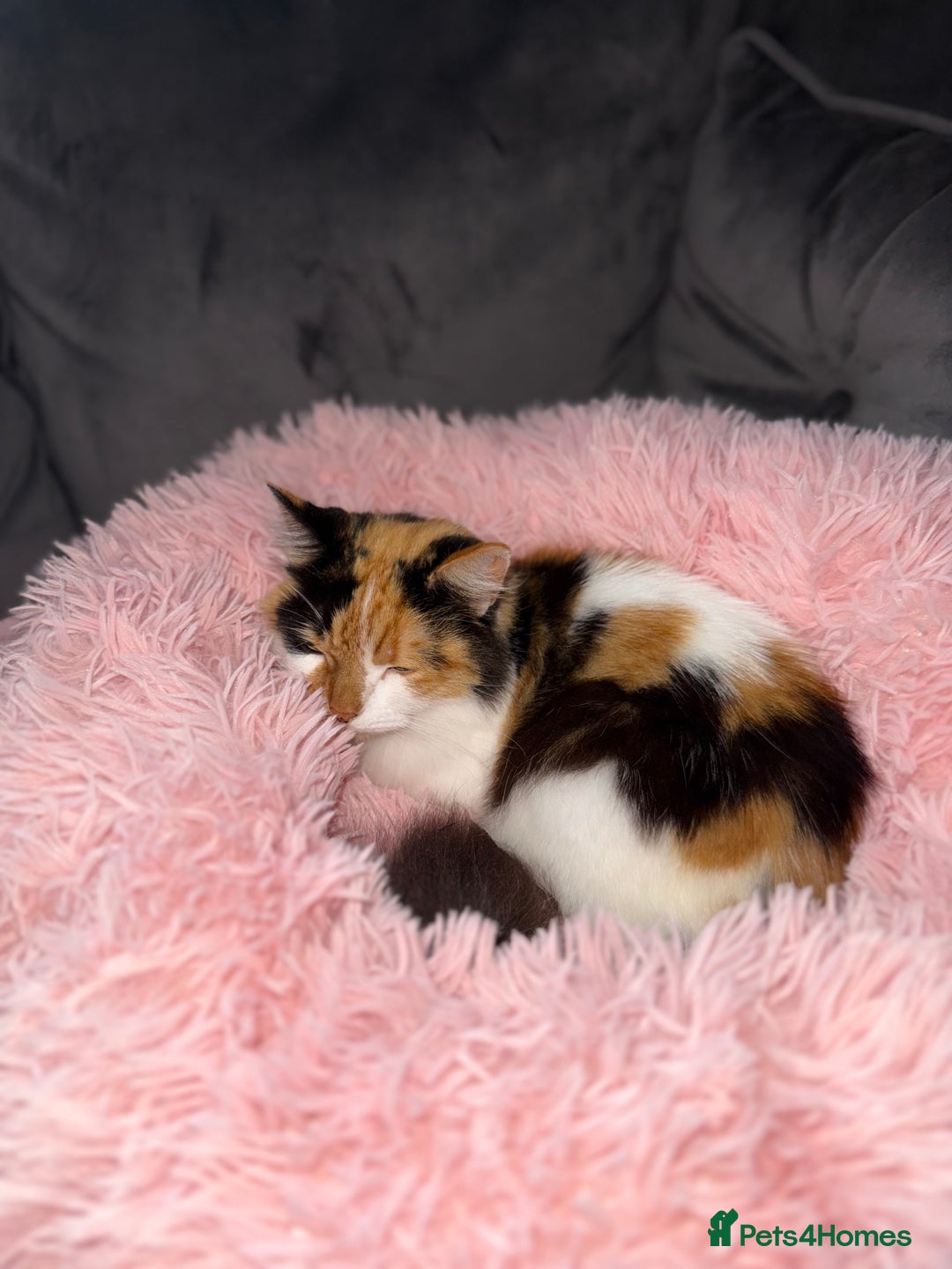 Mixed Breed cats for sale: Domestic long haired female cat  - Advert 6