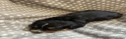 Cocker Spaniel dogs for sale: Working cocker spaniel puppies  - Advert 20