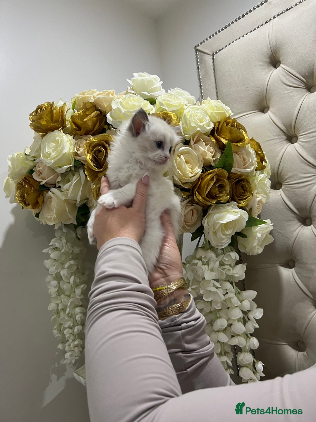 Ragdoll cats for sale: Gccf ragdoll kittens imperial grand champion lines - Advert 1