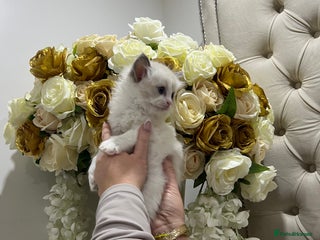 Ragdoll cats Gccf ragdoll kittens imperial grand champion lines - Advert 1