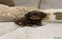 Dachshund dogs for sale: 4 long haired miniature dachshunds. - Image 4