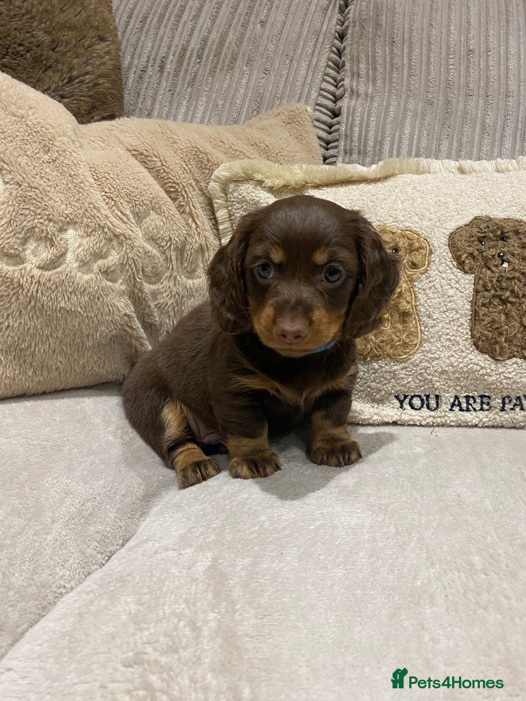 Dachshund dogs for sale: 4 long haired miniature dachshunds. - Image 4