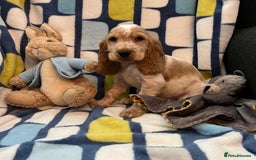 Cocker Spaniel dogs for sale: Stunning show cocker spaniel pups  - Image 10