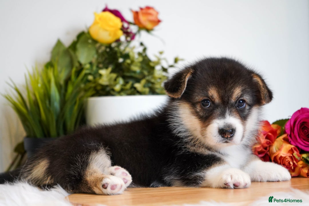 Welsh Corgi Pembroke dogs for sale: Welsh Corgi (Pembroke) - Image 18