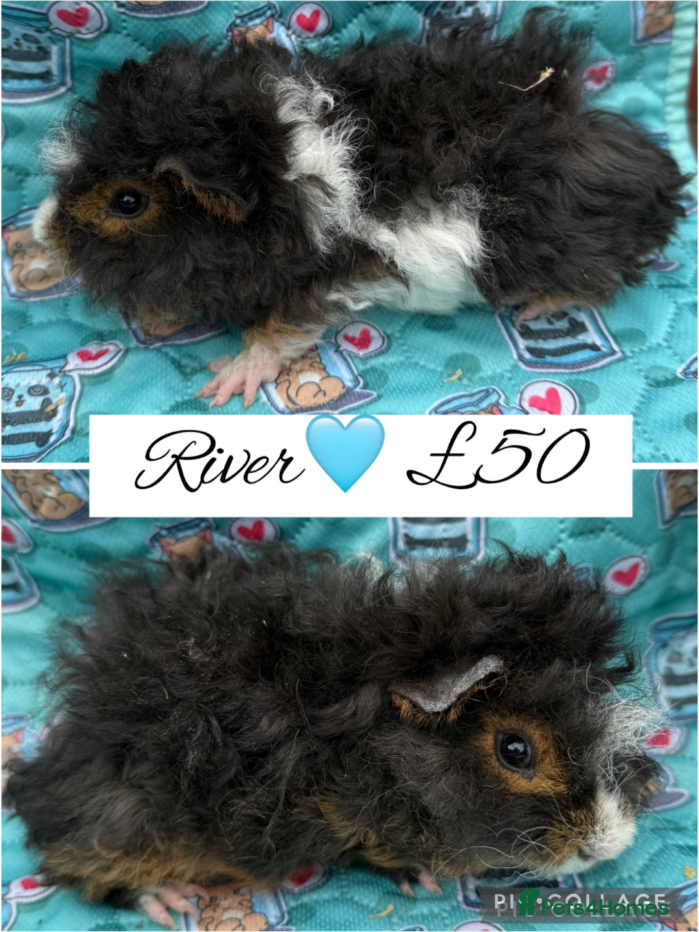 Guinea Pig rodents Male/Female guinea pigs  - Advert 18