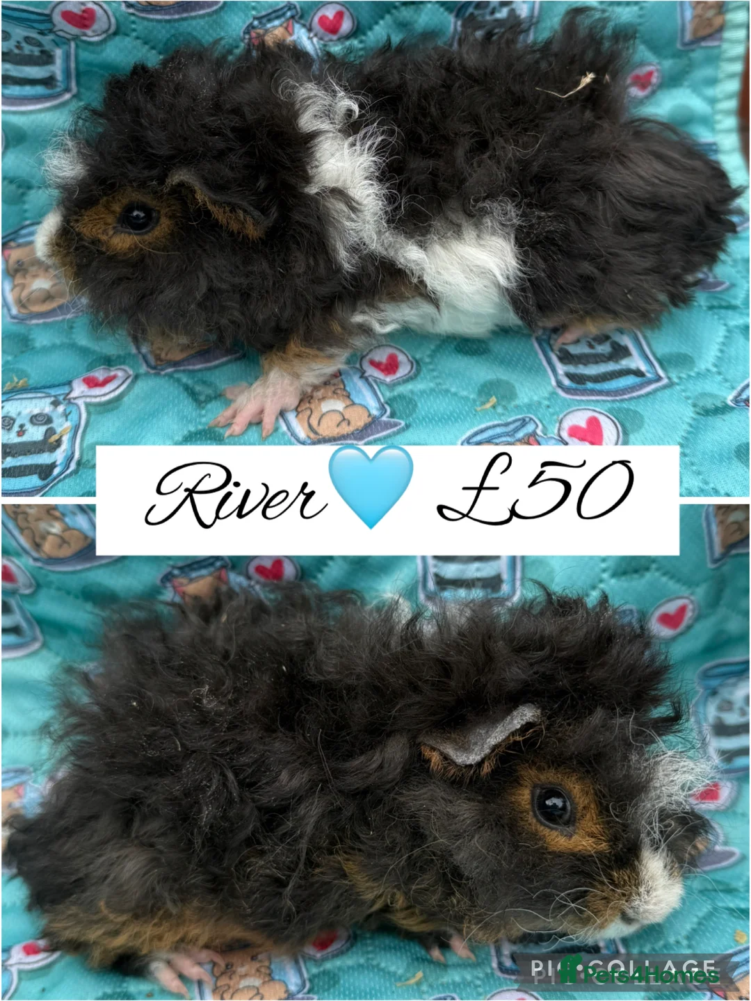 Guinea Pig rodents for sale: Male/Female guinea pigs  - Advert 1