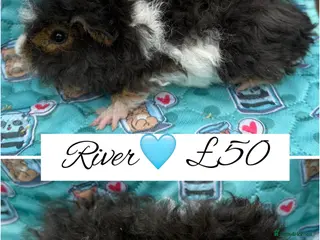 Guinea Pig rodents Male/Female guinea pigs - Advert 18