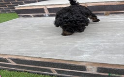 Toy Poodle dogs for sale: Toy poodle  - Image 10