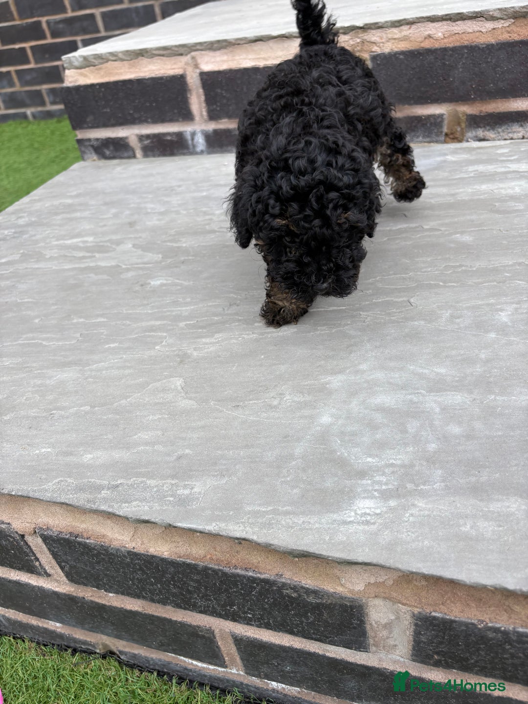 Toy Poodle dogs for sale: Toy poodle  - Image 10