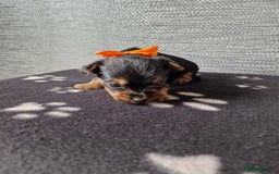 Yorkshire Terrier dogs for sale: Yorkshire terrier puppy's  - Image 2