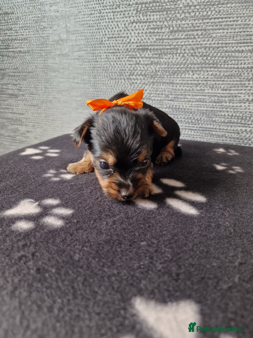Yorkshire Terrier dogs for sale: Yorkshire terrier puppy's  - Image 2