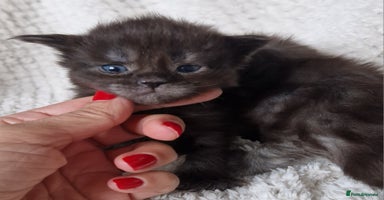 Maine Coon cats - Advert 2