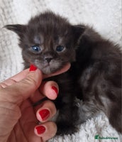 Maine Coon cats - Advert 2