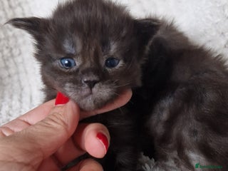 Maine Coon cats - Advert 32