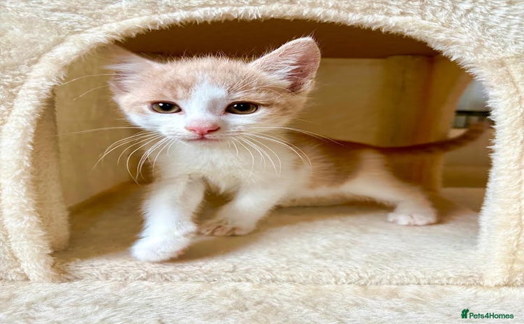 Mixed Breed cats - Advert 12