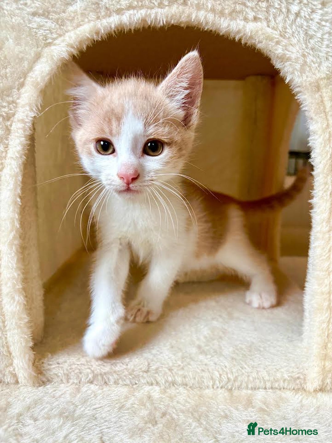 Mixed Breed cats for sale: Beautiful kittens for sale - Image 1